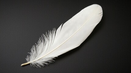 Poster - A solitary white feather lies peacefully on a deep black surface, showcasing intricate details and an elegant shape that evoke feelings of tranquility and inspiration
