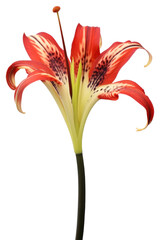 Wall Mural - PNG Flower plant lily inflorescence.