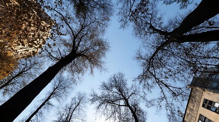 Poster - Spring trees with bare branches reaching towards a clear blue sky : Generative AI