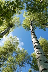 Poster - Majestic View of Towering Birch Trees and Lush Green Foliage Under a Clear Blue Sky : Generative AI