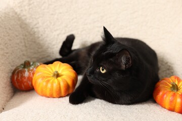 Wall Mural - Cute black cat lying on white armchair near pumpkins. Adorable pet