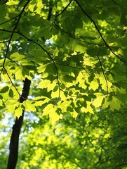 Poster - Bright Green Maple Leaves Shining Under Natural Light Sunlight In Forest : Generative AI