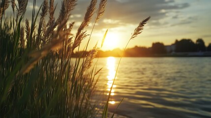 Poster - Tranquil Sunset Over Water with Silhouetted Grass in the Foreground : Generative AI
