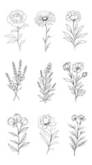 Wall Mural - line art flower png cut out set