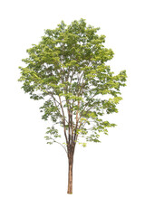 Wall Mural - green tree isolated on transparent background with clipping path, single tree with clipping path and