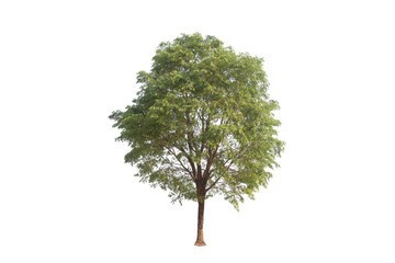 green tree isolated on transparent background with clipping path, single tree with clipping path and