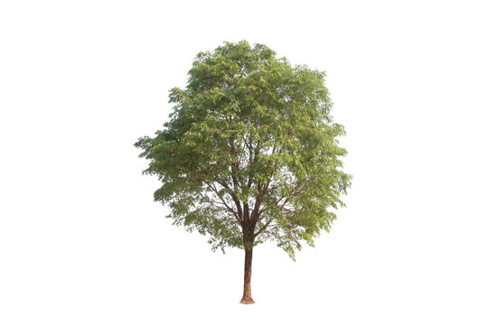 Green tree isolated on transparent background with clipping path, single tree with clipping path and alpha channel. are Forest and foliage in summer for both printing and web pages. 