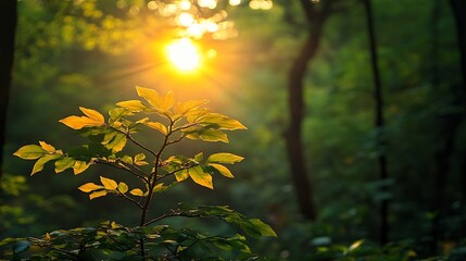 Poster - Golden Sunlight Breaking Through Leaves in Lush Forest at Sunrise : Generative AI