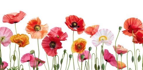 Canvas Print - PNG Poppy flowers blossom anemone plant.