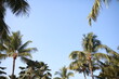 © catahula - coconut palm trees and blue sky, room for copy in middle, Hawaii