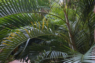 palm leaf green natural tropical background texture