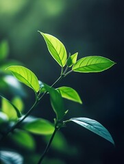 Aufkleber - Vibrant Green Leaves Glowing in Soft Natural Light Symbolizing Freshness and Nature's Revival : Generative AI