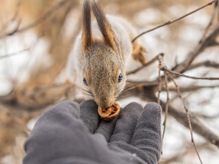 Wall Mural - Squirrel eats nuts from a man's hand. Caring for animals in winter or autumn.