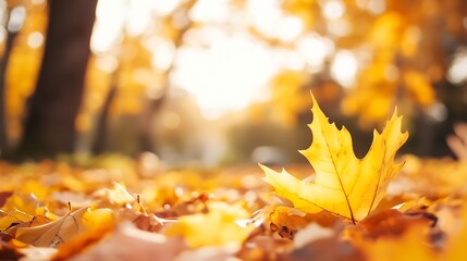 Poster - Vibrant fallen autumn leaves covering the ground with a single golden leaf in focus : Generative AI