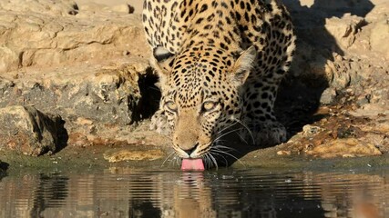 Wall Mural - portrait of a leopard (panthera pardus) drinking water, kalahari desert, south africa