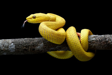 Wall Mural - Yellow white-lipped pit viper in black background
