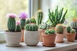 © HO - Cozy hobby growing house or indoor plants - cactus