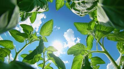 Canvas Print - Lush green leaves framing the bright blue sky with sunlight streaming through