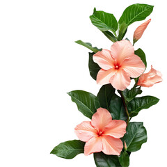 Wall Mural - Peach Hibiscus Flowers Dark Background Botanical Beauty Tropical Bloom,