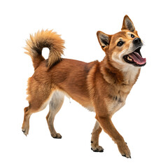 Wall Mural - Robust Brown Dog - Isolated Transparent Background PNG