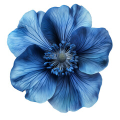 deep blue anemone flower isolated on transparent background