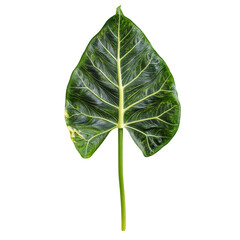 Wall Mural - Alocasia leaf exotic plant dark background vibrant green leaf texture botanical beauty nature photography,