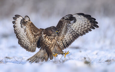 Wall Mural - common buzzard bird ( buteo buteo )