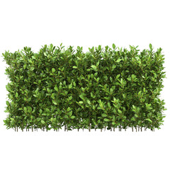 Wall Mural - Lush Green Hedge Thick Foliage Natural Greenery,