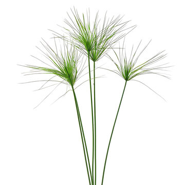 Papyrus branches isolated on transparent background