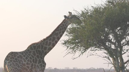 Wall Mural - a zoom in on a southern giraffe feeding at sunrise in balule nature reserve of kruger national park in south africa