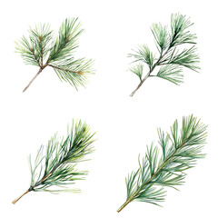 Poster - Watercolor pine branches in nature botanical art serene forest background artistic viewpoint organic concept
