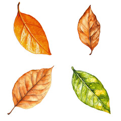 Poster - Watercolor leaves display natural environment art seasonal beauty aesthetic background translate background