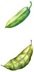 Poster - Botanical watercolor of green leaves nature studio artwork isolated detailed watercolor translate background