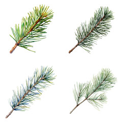 Poster - Watercolor pine branches natural forest setting botanical art greenery close-up watercolor translate background