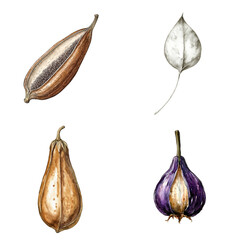 Poster - Watercolor illustrations of unique seed pods natural setting botanical art studio environment creative concept translate background
