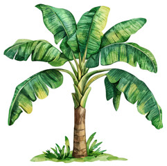 Poster - Watercolor palm tree tropical garden art print lush environment vibrant viewpoint nature concept with translate background