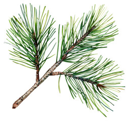 Poster - Watercolor pine branch art nature scene botanical detail view translate background concept