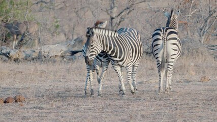 Wall Mural - a zebra foal nuzzles its mother at balule nature reserve of kruger national park in south africa