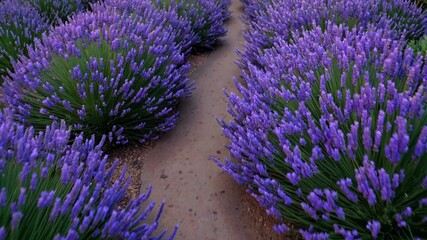 Poster - Lavender Fields Pathway Enchantment