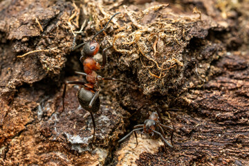 Wall Mural - Red Wood Ant - Formica rufa, common popular forest insect from Euroasian forests and woodlands, Zlin, Czech Republic.