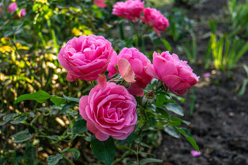 Wall Mural - Close up photo of a pink rose with green leaves in a garden. Ideal for floral designs, the image showcases the beauty of the blooming rose, highlighting its delicate petals and vibrant green foliage.