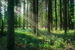 © stevanzz - Beautiful light in the forest. Foreste Casentinesi national park, Tuscany, Italy.