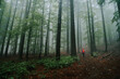 © kovop58 - Lonely hiker in red walking in green misty forest after the rain. Summer adventure despite rainy weather