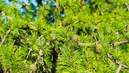 Poster - Among the larch branches in the forest