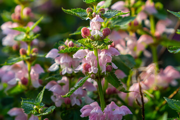 Wall Mural - Pink flowers of spotted dead-nettle Lamium maculatum. Medicinal plants in the garden