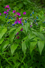 Wall Mural - Lathyrus vernus in bloom, early spring vechling flower with blosoom and green leaves growing in forest, macro