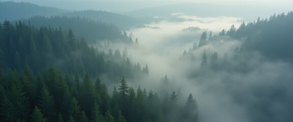 Poster - Surreal aerial view of fog drifting over a lush forest in the early morning light