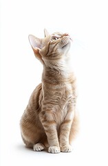 Wall Mural - An orange tabby cat sits and looks up against a white background.