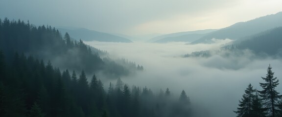 Poster - Breathtaking panoramic view of a dense forest enveloped in misty tranquility during early morning hours