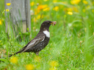 Poster - A Ring Ouzel standing in a meadow